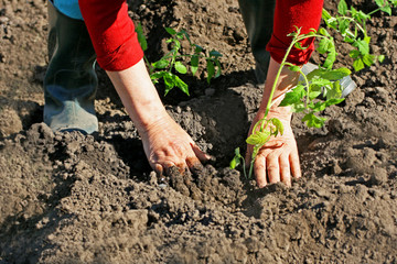 Planting plants in the spring.