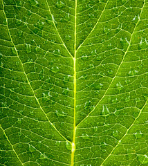 Green leaf background