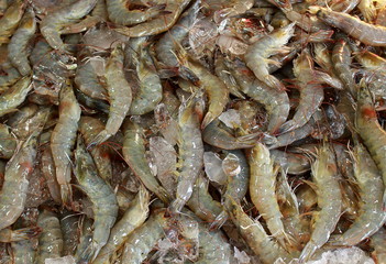 Fresh live chilled prawns with ice cubes for sale on Thailand's street market for backgrounds