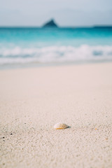 Seashell on sandy beach with defokused white foam of rolling ocean waves in background. Tropical beach with azure water