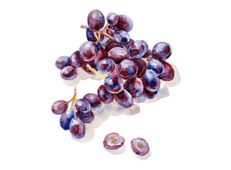 a bunch of grapes with watercolors