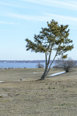 Small pine tree in Fort Taber Park on first day of spring