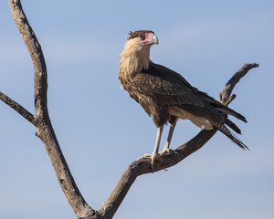 Crested Caracara Vulture
