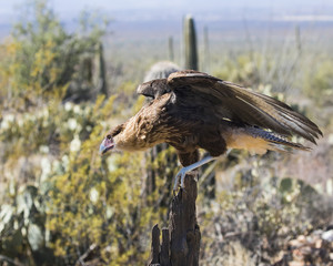 Crested Caracara Vulture