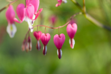 Fototapeta premium Spring flowers. Bleeding Heart flower, Dicentra spectabilis