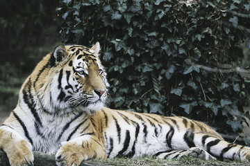 Fototapeta na wymiar Sibirischer Tiger
