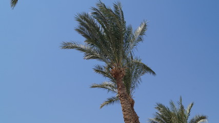 Palm