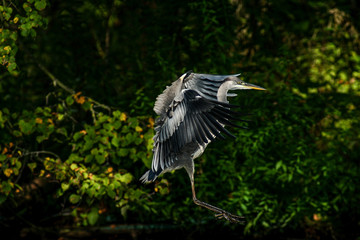gray heron - a bird with a slender figure with a long curved neck © zmija5