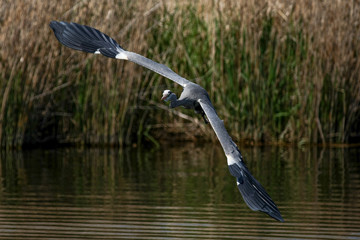 gray heron - a bird with a slender figure with a long curved neck