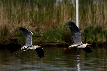 gray heron - a bird with a slender figure with a long curved neck © zmija5