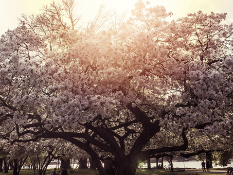 Kirschbaumbl&uuml;tte Fr&uuml;hling