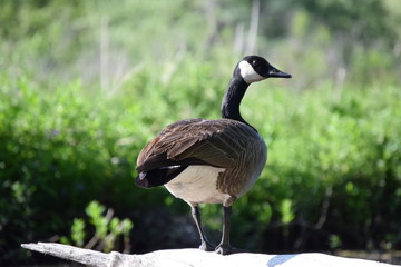 Canadian Geese