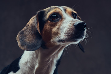 Portrait of a cute breed dog on a dark background in studio.