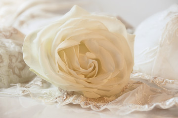 Hochzeitsrose