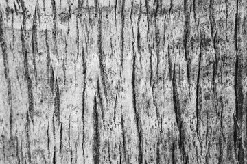 Obraz premium wooden background texture of a palm tree