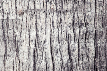 wooden background texture of a palm tree