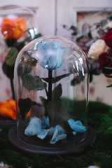 Roses under a glass cap on flower market