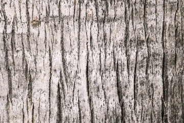 wooden background texture of a palm tree