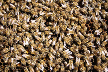 busy honey bee