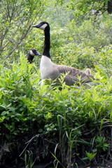 Canadian Geese