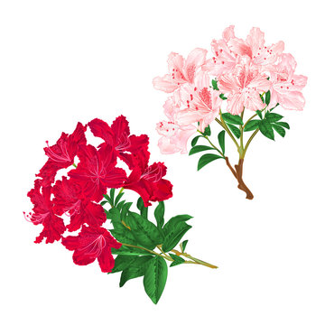 Branches light pink and red flowers rhododendrons  mountain shrub on a white background set five vintage vector illustration editable hand draw