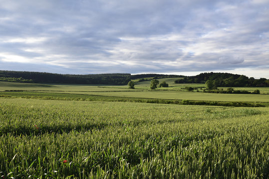 Early summer crops in the English countryside,UK.