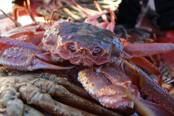 Snow Crab