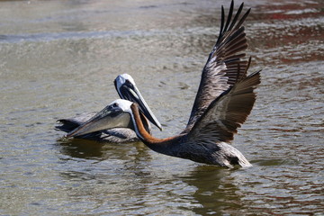 Pelican preparing for take-off