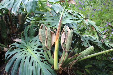 Teneriffa Natur 60