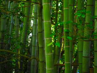 Bambus Hintergrund Wald grün