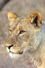Mummy lion