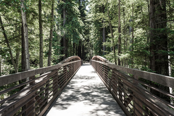 Walking Bridge in the Forrest