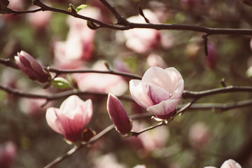 Blossoming of pink magnolia flowers in spring time, floral background