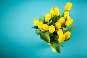 Yellow tulips on blue background