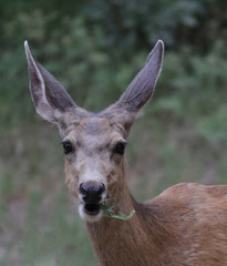 A mule deer doe chews foliage with an inquisitive and concerned look.