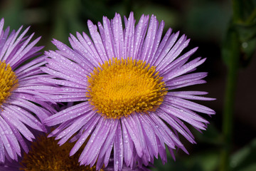 Obraz premium Beautiful aster with violet petals is growing in a summer garden. Live nature.