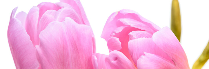 Pinke Tulpen - Banner