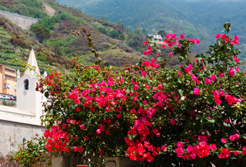 Naklejka premium Summer red Bougainvillea flowers in Riomaggiore, Cinque Terre