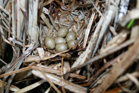 Porzana parva. The nest of the Little Crake in nature.