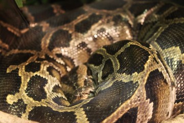 Predator 