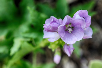 Purple flower closeup rests against a green out-of-focus background.
