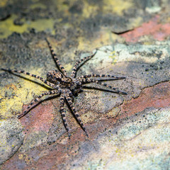 Male spider-wolf with long striped paws sits on an old sheet of metal
