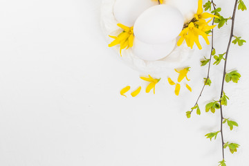 White eggs white background forsythia flowers green twigs