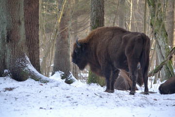 żubr © Krzysztof