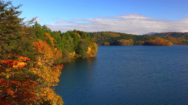 Autumn forest reflected in calm lake / Lake Aoki	
