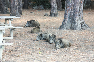 wild boars near picnic area