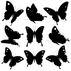 black butterfly, isolated on a white