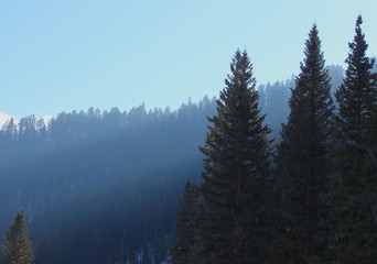 Foggy morning in Iron Creek, Spearfish Canyon