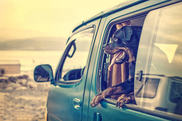 A rottweiler in the window of a van parked on the beach.