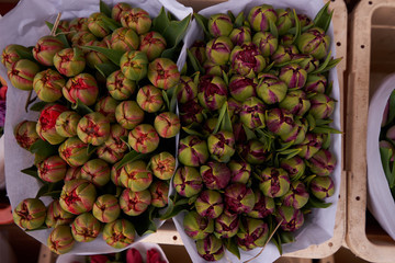 The bouquet of the beautiful tulips during spring